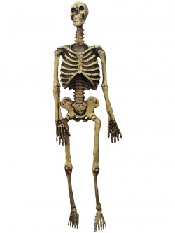 Skeleton